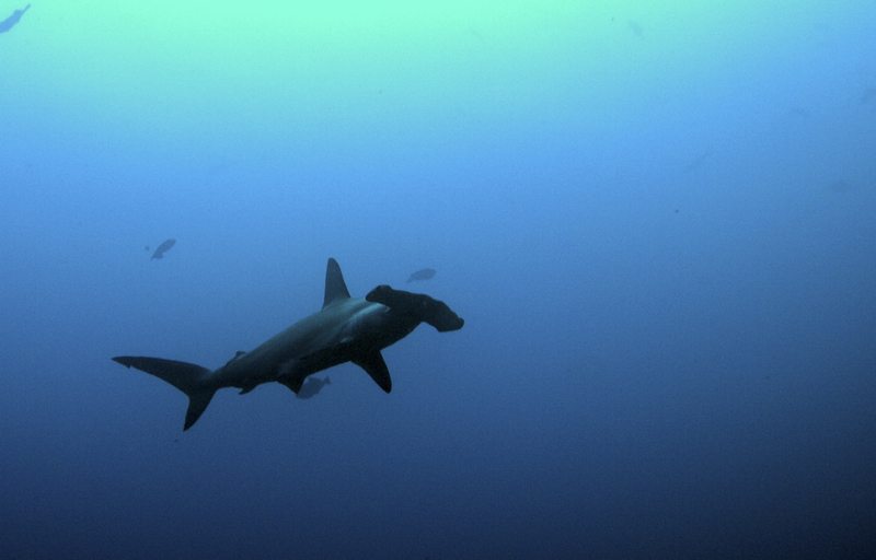 Hammerhead cocos