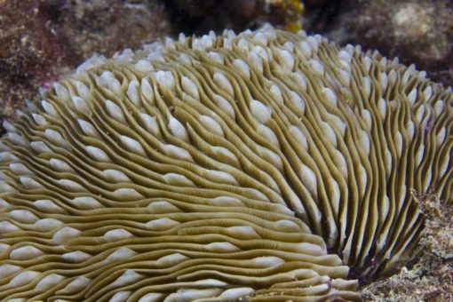 small mushroom coral