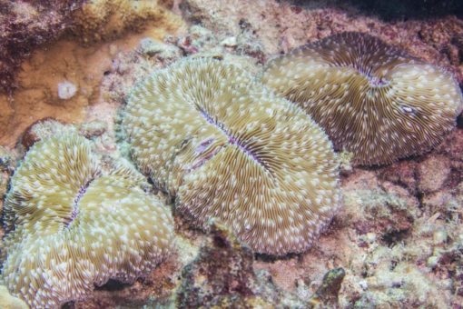 large mushroom coral trio