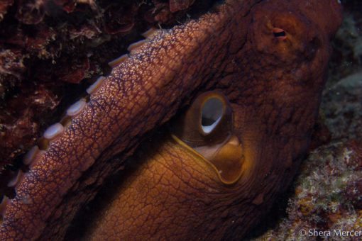 alohi kai octopus closeup