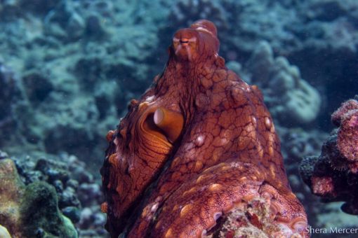 alohi kai octopus sitting
