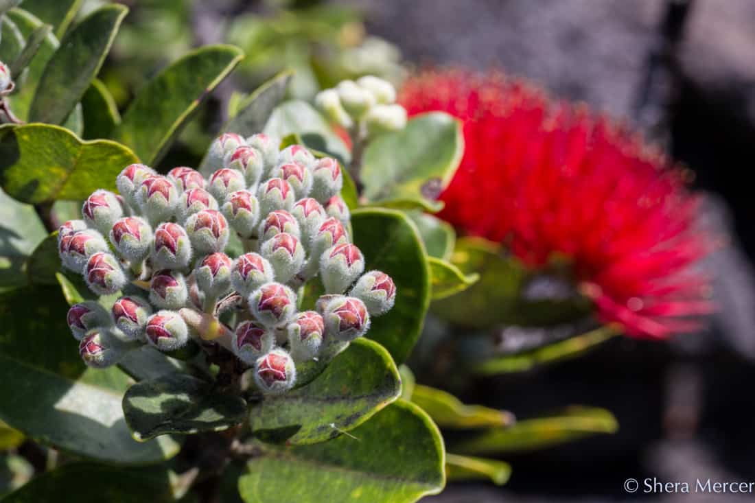 ohia lehua