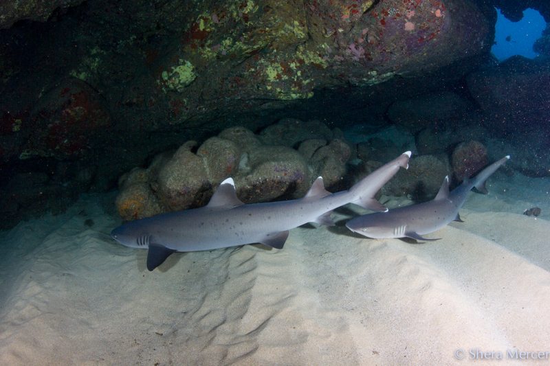 alohi kai shark 2 sharks in cave