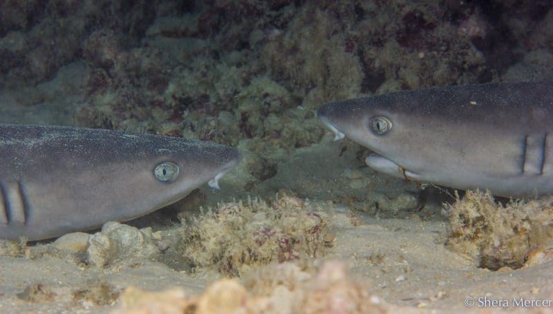 alohi kai talking sharks