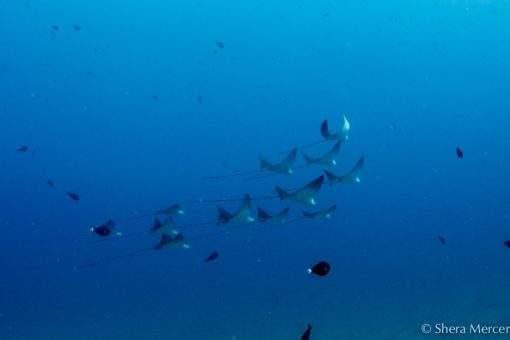 spotted eagle rays in flight