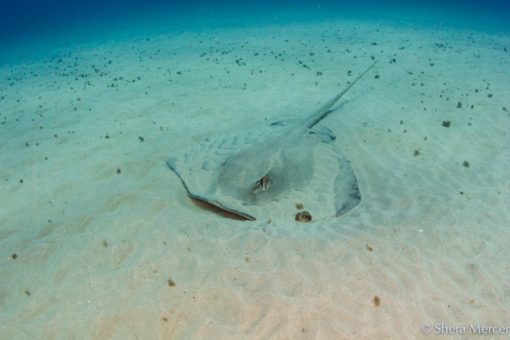 'Alohi Kai stingray