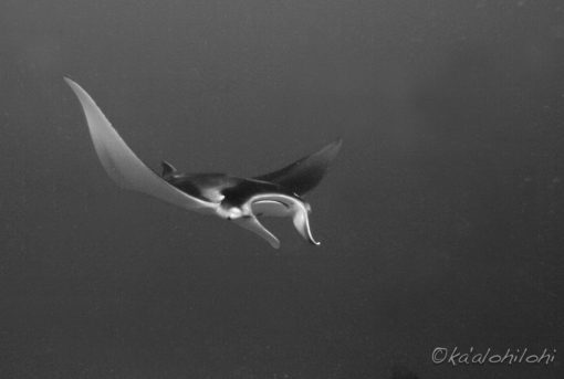 b/w manta point