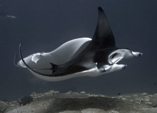 alohi kai dancing mantas