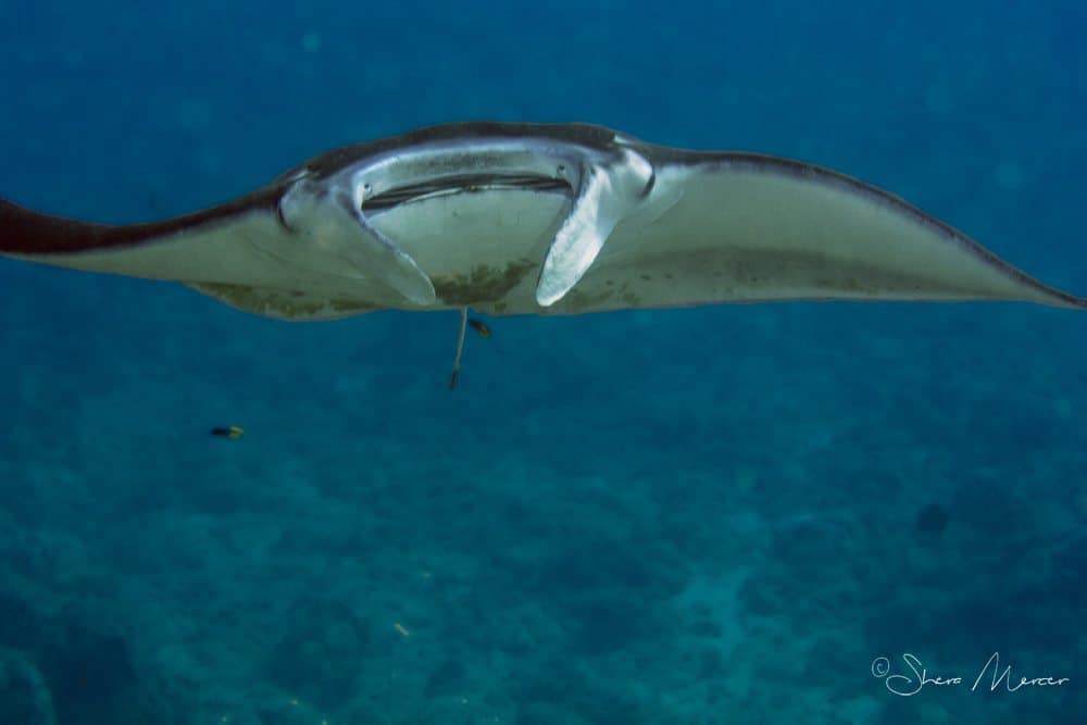 'Alohi Kai Manta far