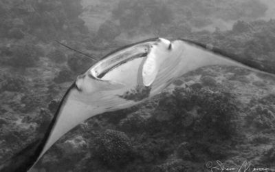 The Tale Of A Little Hawaiian Manta Ray