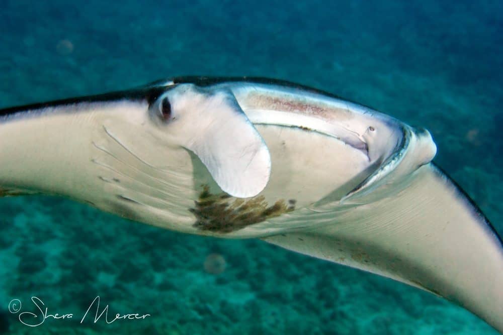 'Alohi Kai manta front closer