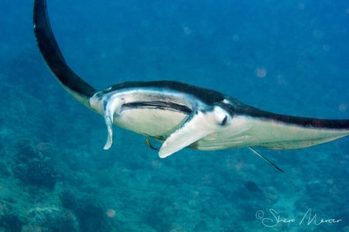 'Alohi Kai manta front view