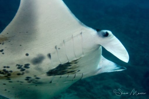 'Alohi Kai manta side passing