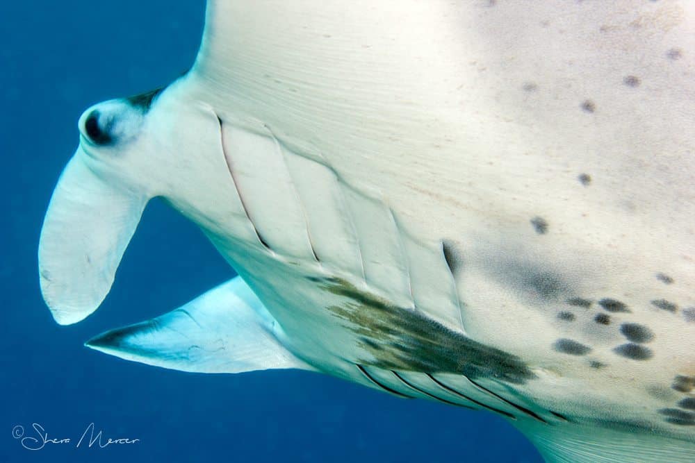 'Alohi Kai manta underside leaving