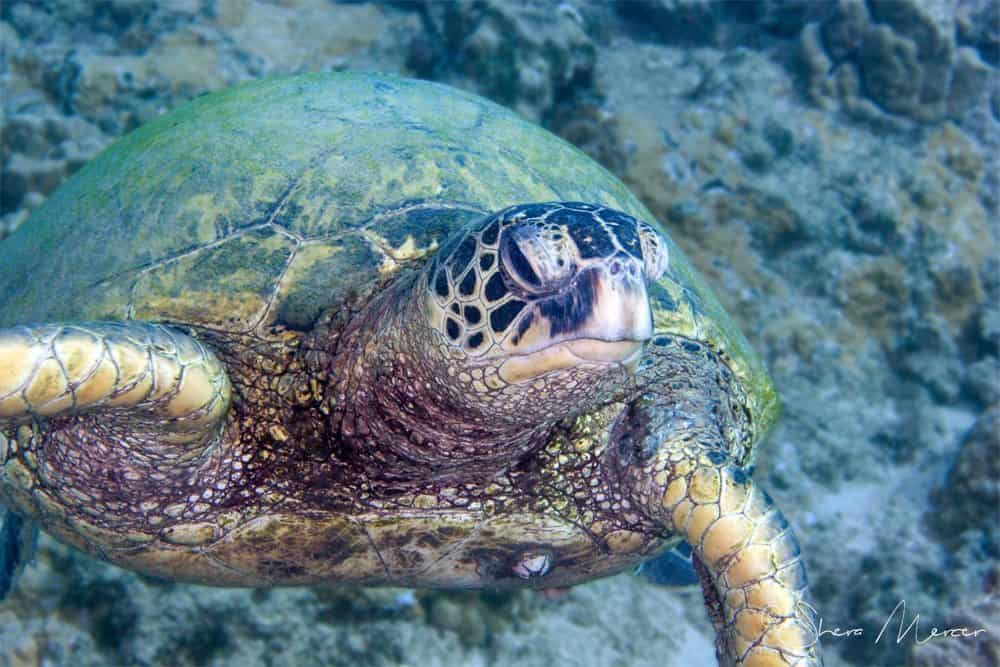 'Alohi Kai honu