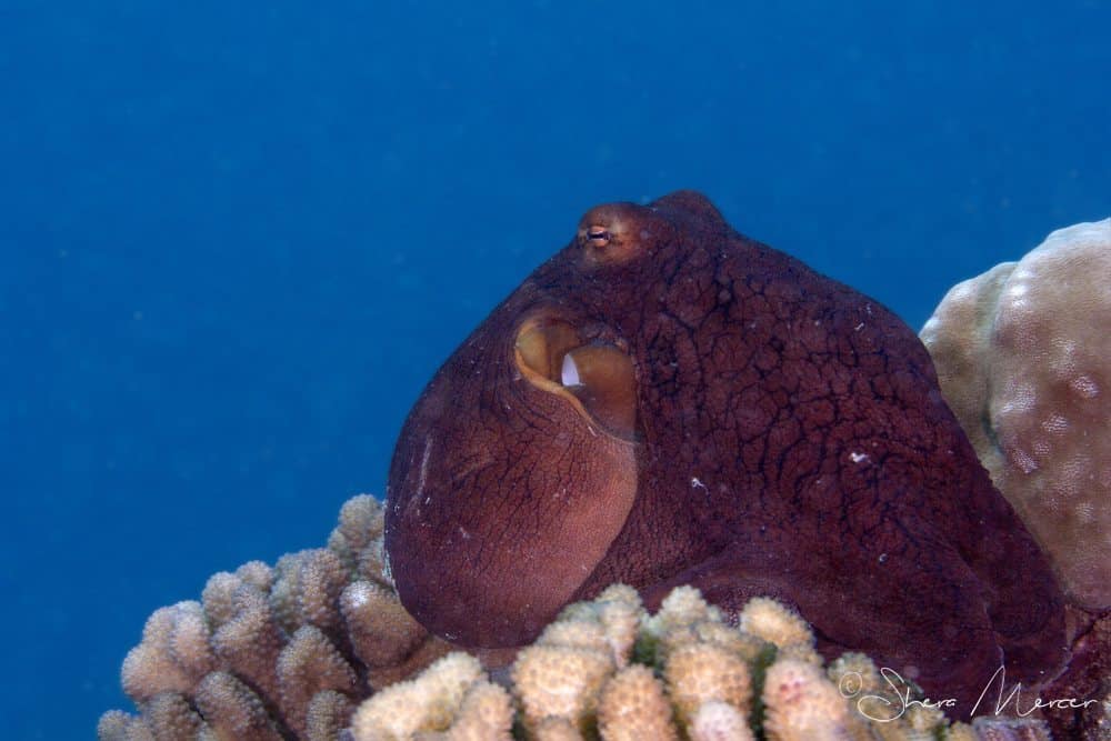 'Alohi Kai pensive tako