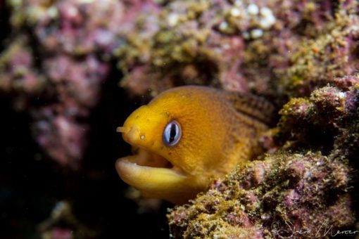 alohi kai dwarf moray close