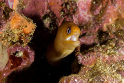 Alohi Kai dwarf moray