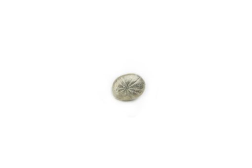 Alohi Kai miniature urchin charm top