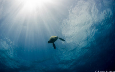 Oh to Be in the Sea and A Nod to the Makahiki