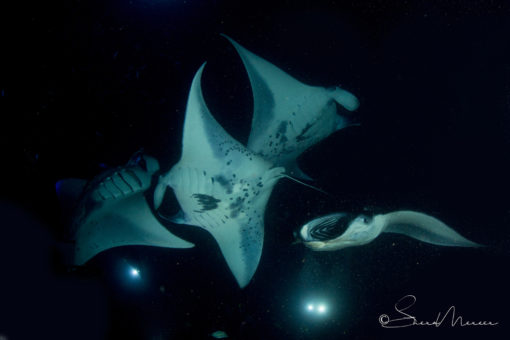 mantas dancing in the night