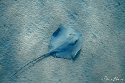 broad stingray, Oahu Hawaii