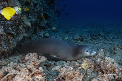 monk seal underwater