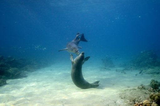 monkseal i surrender