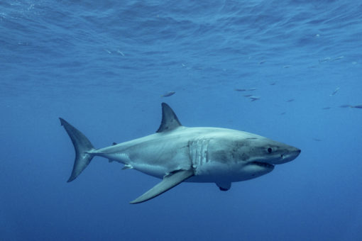 great white shark