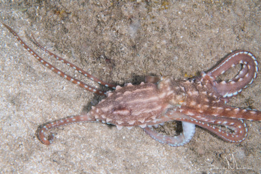 Night octopus