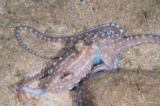 night octopus 2