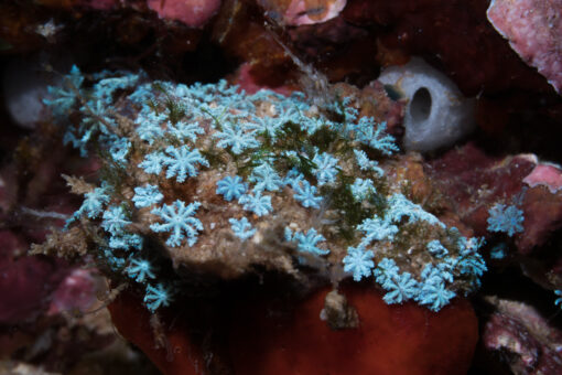 Blue Octocoral on the reef