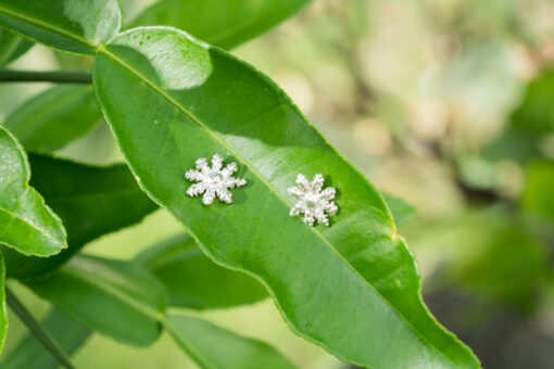 blue octocoral studs on leaf