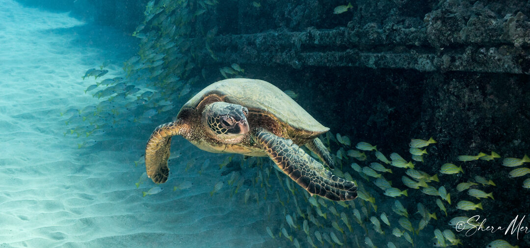 honu kahe