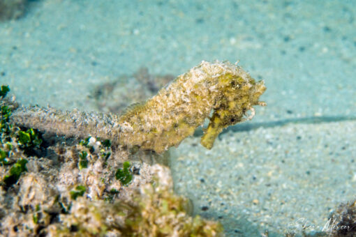 yellow seahorse 1