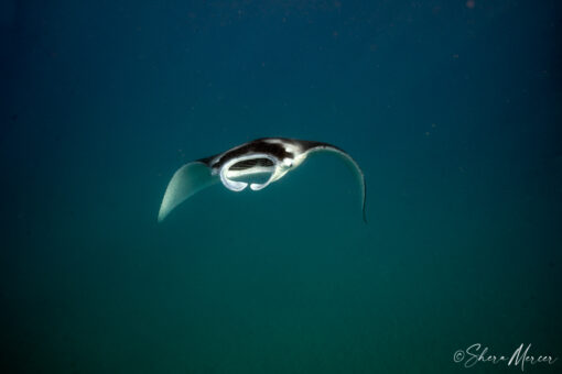 manta ray