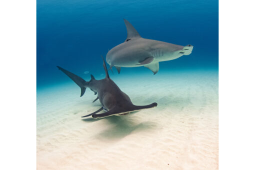 Two great hammerheads - Gaia+Scylla - bimini