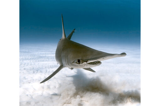 Great Hammerhead turning- bimini