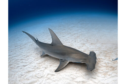 great hammerhead Ghost - bimini