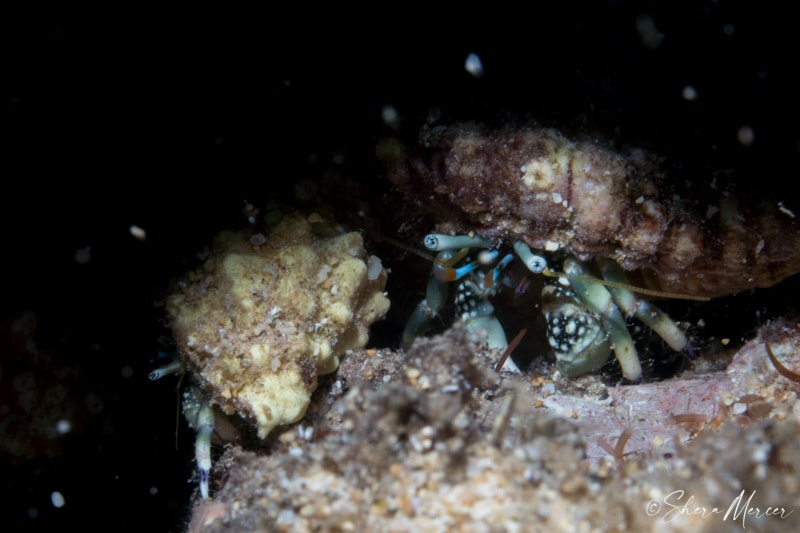 Alohi Kai - green hermit crabs