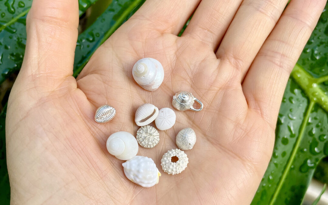 Alohi Kai sustainable shells