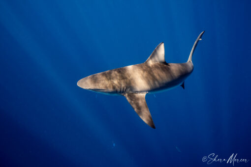 Curious galapagos shark