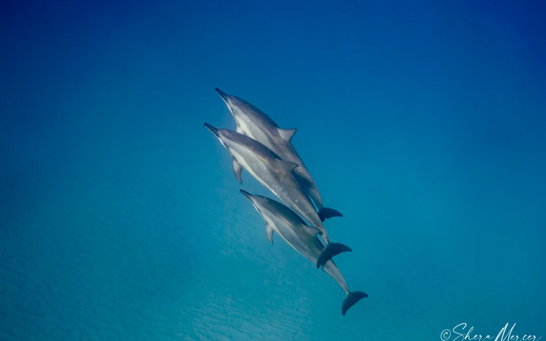 Alohi Kai 3 Dolphins swimming