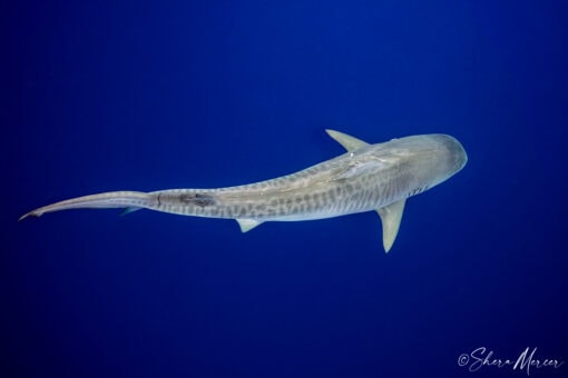 Photo of Tiger shark from above