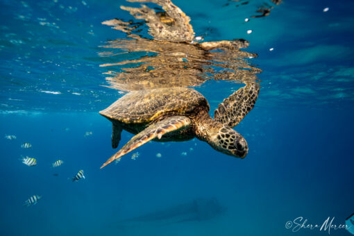 Alohi Kai honu turtle at surface