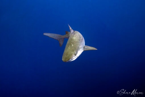 Photo of Tiger shark swimming toward camera