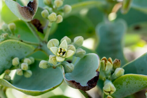 iliahialoe flowers on branch