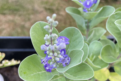 pohinahina flowers