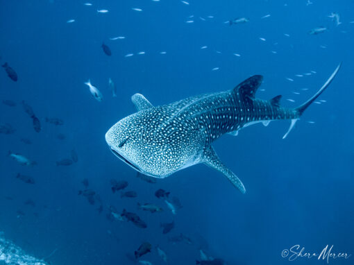 whale shark - blues