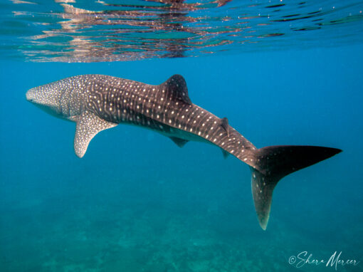 Alohi Kai whale shark -surface